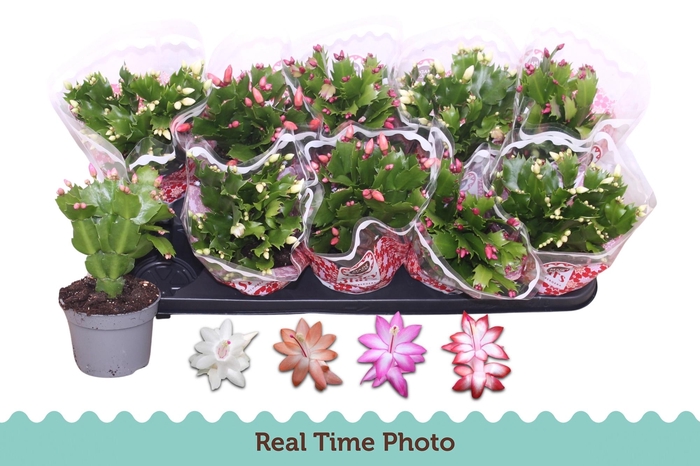 <h4>SCHLUMB GEM 4 KL</h4>