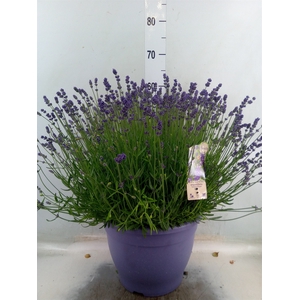 Lavandula angus. 'Essence Pure'