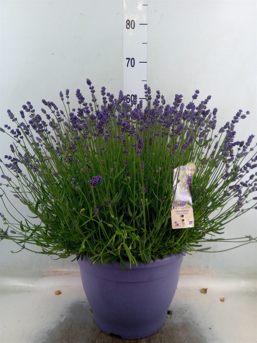 <h4>Lavandula angus. 'Essence Pure'</h4>