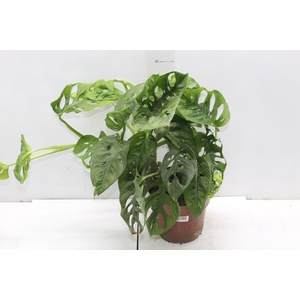 MONSTERA OBLIQUA ADANSONII P17