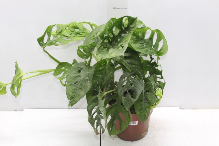 <h4>MONSTERA OBLIQUA ADANSONII P17</h4>
