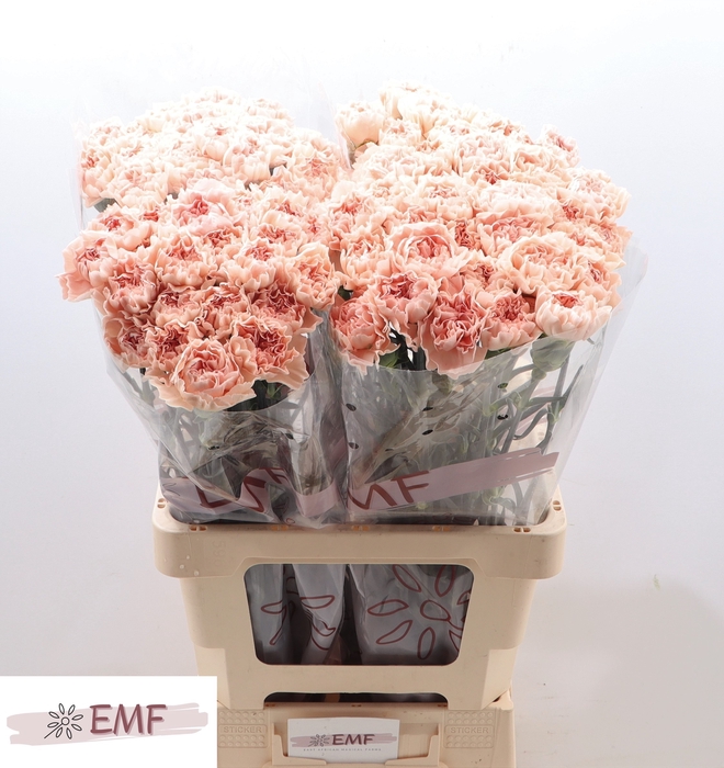 <h4>DI ST NOVIADO</h4>