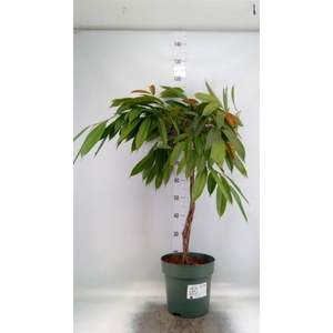 Ficus binn. 'Amstel King'