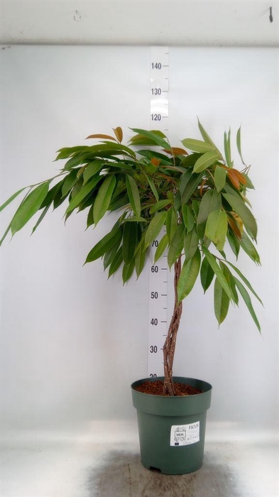 <h4>Ficus binn. 'Amstel King'</h4>
