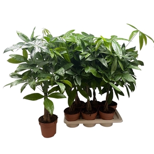 PACHIRA AQUATICA