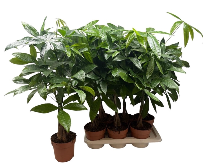 <h4>PACHIRA AQUATICA</h4>