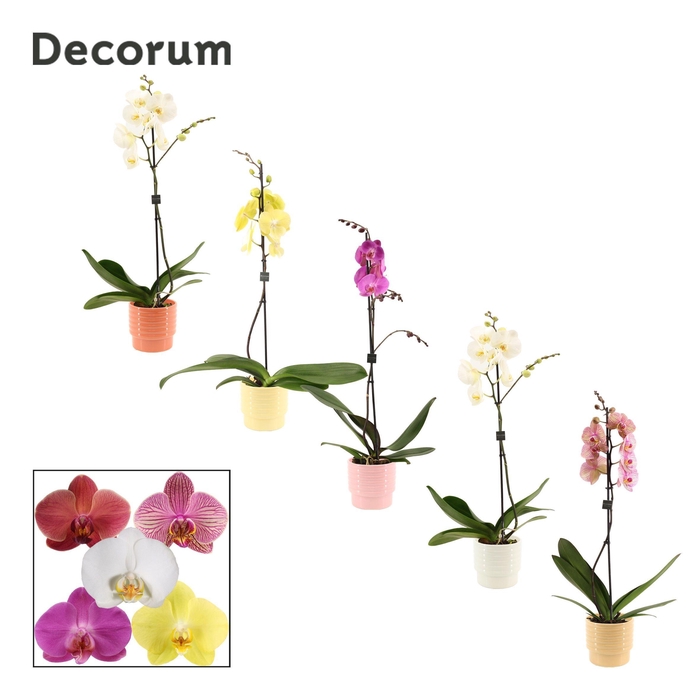 <h4>Phalaenopsis 1 tak 9+ mix in Naemi (Sympathetic moods-collection</h4>