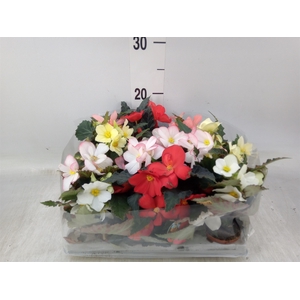 Begonia   ...
