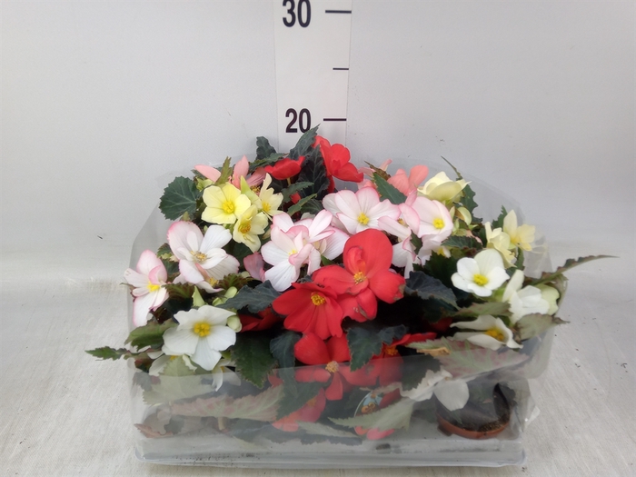 <h4>Begonia   ...</h4>