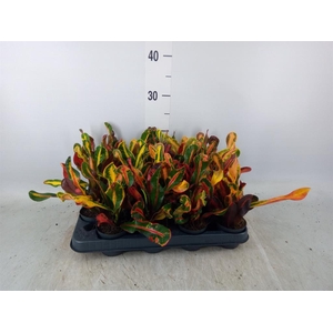 Codiaeum var. GR 'Mammi'