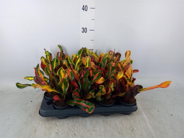 <h4>Codiaeum var. GR 'Mammi'</h4>