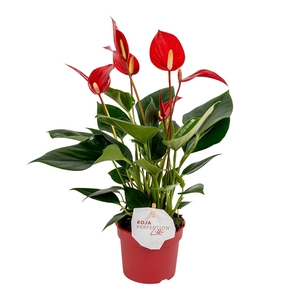 Anthurium 9 cm Lilli Red