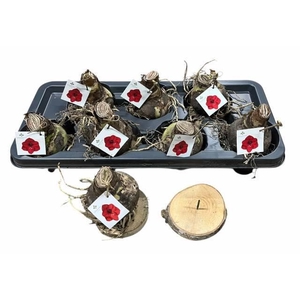 BLOEMBOL HIPPEASTRUM