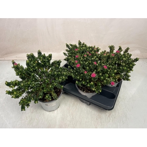 PIMELEA FERRUGINEA