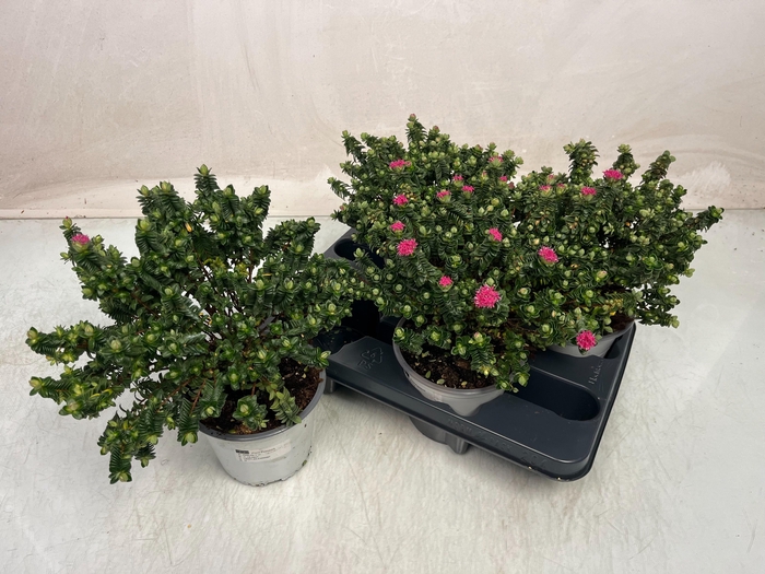 <h4>PIMELEA FERRUGINEA</h4>