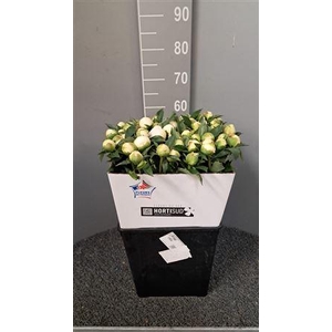 Paeo L Duches D Nemo Bianco