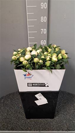 <h4>Paeo L Duches D Nemo Bianco</h4>