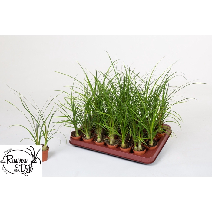 <h4>Nolina Recurvata (Beaucarnea) 5,5Ø 20cm</h4>