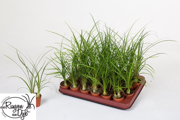 Nolina Recurvata (Beaucarnea) 5,5Ø 20cm