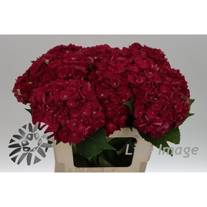 Hydrangea my mon amour red