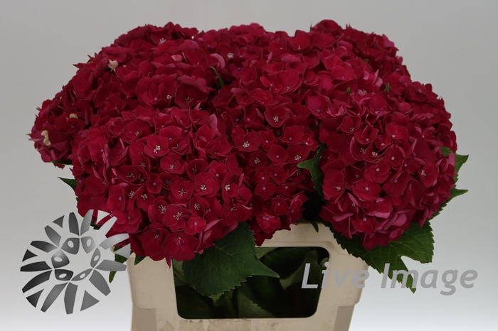 <h4>Hydrangea my mon amour red</h4>