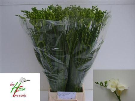 <h4>Fr Du Versailles</h4>