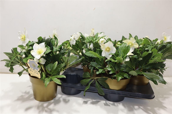 <h4>Hell Ni Viv Viktor</h4>