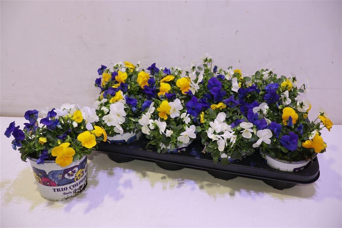 <h4>Vio Tricolor</h4>