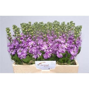 Matth Mathilda Lavendel