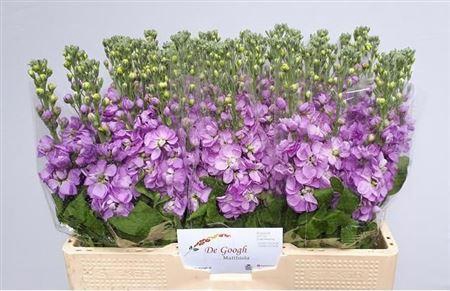 <h4>Matth Mathilda Lavendel</h4>