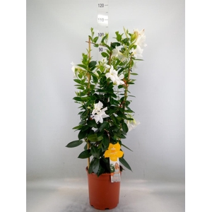 Mandevilla sand. 'SumStar White'
