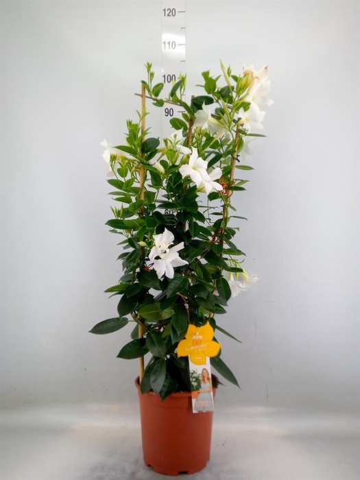 <h4>Mandevilla sand. 'SumStar White'</h4>
