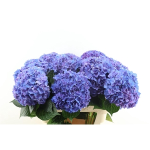 Hydr M Rodeo Purple 80-22