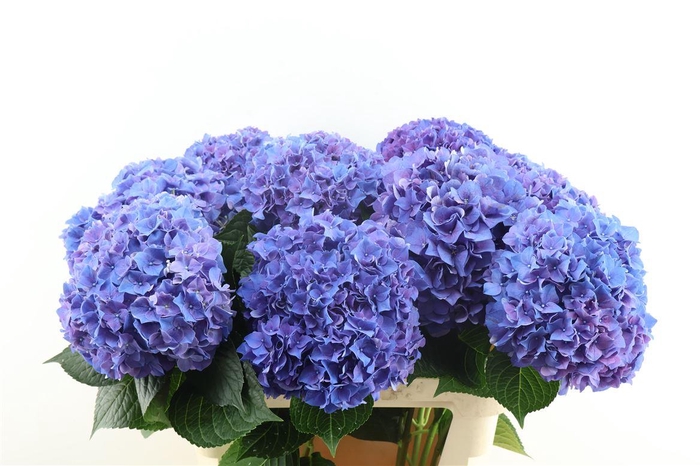 <h4>Hydr M Rodeo Purple 80-22</h4>