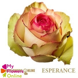 <h4>R Gr Esperance Bicolor 70cm EC</h4>