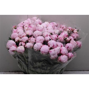 Paeonia L Sarah Bern 50cm