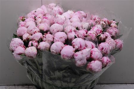 <h4>Paeonia L Sarah Bern 50cm</h4>