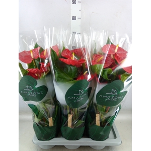 Anthurium andr. 'Nevada'