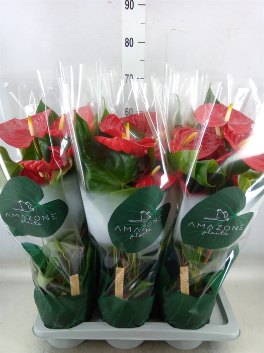 <h4>Anthurium andr. 'Nevada'</h4>