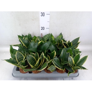 Sansevieria trifa. 'Hahnii'