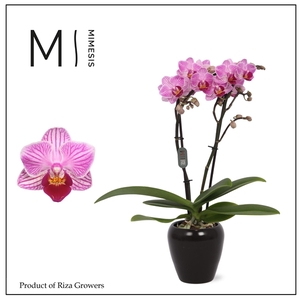 Mimesis Phal. Lotte - 2 spike 7cm in Martine Black Ceramic