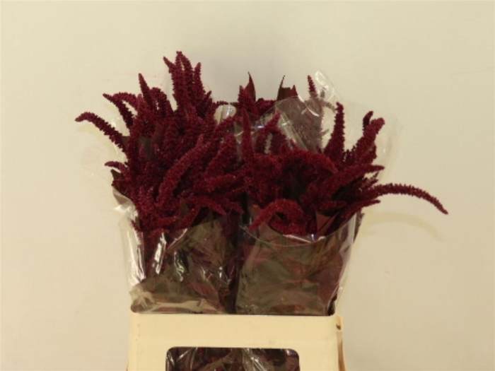 <h4>Amar Cr Velvet</h4>