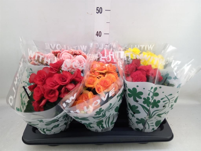 <h4>Begonia elat. DU   ...mix</h4>