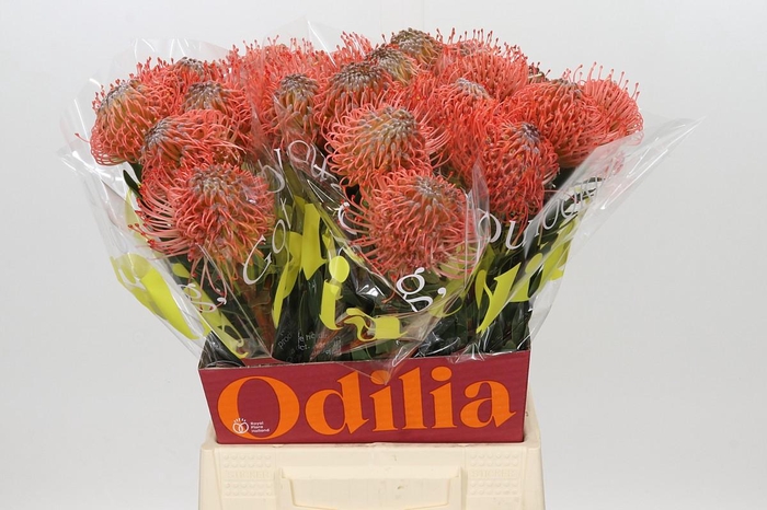 <h4>Nutans Ayoba Pink Guava</h4>