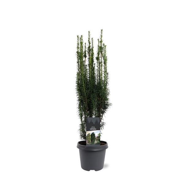 <h4>Taxus baccata 'Fastigiata'</h4>