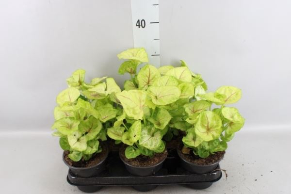 <h4>Syngonium   ...</h4>