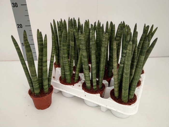 <h4>Sansevieria cyl. ...</h4>