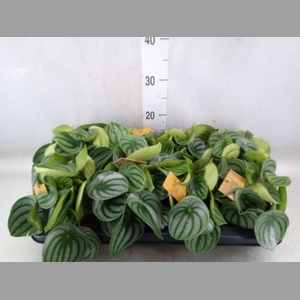 Peperomia argyreia