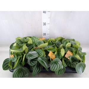 Peperomia argyreia