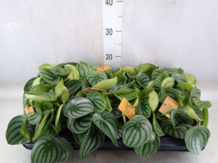 <h4>Peperomia argyreia</h4>